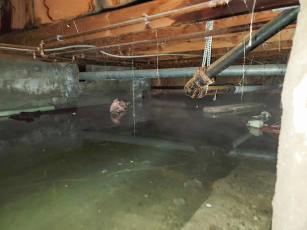 Best Water damage restoration near me  in Jonesboro, IL