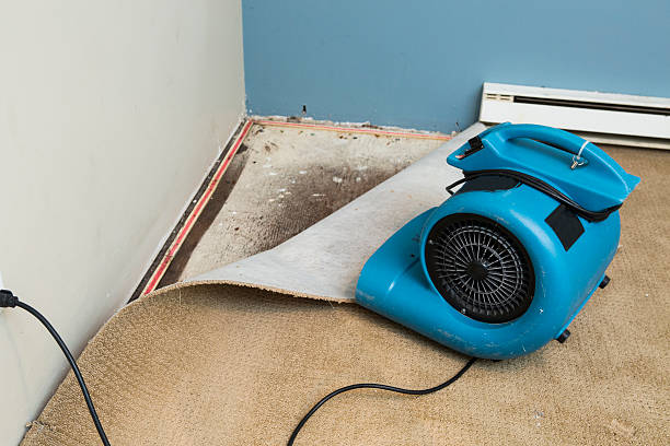 Best Water damage restoration process  in Jonesboro, IL